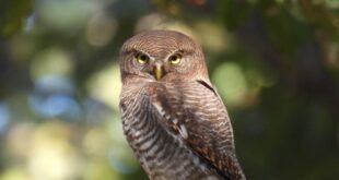 बारनावापारा अभयाण्य में “बर्ड सर्वे 2026” का आयोजन,200 से अधिक पक्षी प्रजातियों का रिकॉर्ड दर्ज….