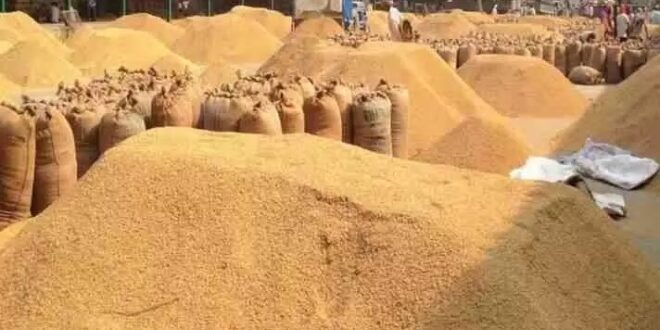 धान भंडारण में क्षय पर नियंत्रण: शासन की वैज्ञानिक व्यवस्था से सुरक्षित हुई खरीदी प्रणाली….