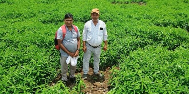 जैविक खेती ने बदली तस्वीर : मूलचंद बंजारे ने वैज्ञानिक पद्धति अपनाकर बढ़ाया उत्पादन, कीट-रोग से मिली राहत….