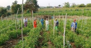 बिहान योजना से आत्मनिर्भर बनीं द्रौपती बांधे बनी लखपति दीदी: प्रतिमाह कमा रहीं 50 हजार रूपए….