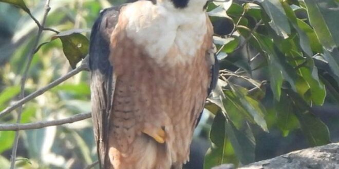 उदंती-सीतानदी में दिखा दुनिया का सबसे तेज़ उड़ने वाला पक्षी पेरेग्रीन फाल्कन…..