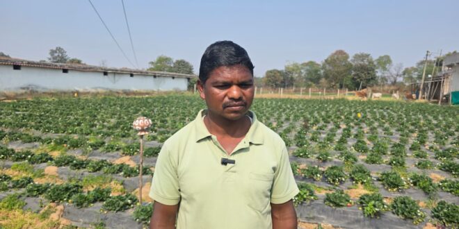 उद्यानिकी खेती से बदली किसान की आर्थिक तस्वीर: धान की तुलना में स्ट्रॉबेरी की खेती में डबल मुनाफा…