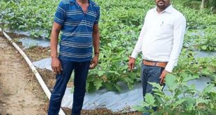 राष्ट्रीय कृषि विकास योजना से बदली किसान की किस्मत: सब्जी उत्पादन से किसान दादू राम मनहर बने आत्मनिर्भर….