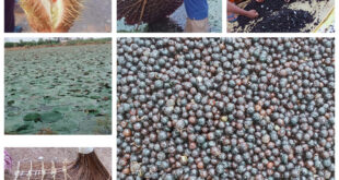 छत्तीसगढ़ में मखाना उत्पादन को प्रोत्साहन: योजना का तेजी के साथ हो रहा है क्रियान्वयन, धमतरी, बालोद, महासमुंद और गरियाबंद जिलों में शुरू हुई मखाना विकास योजना, 178 लाख की राशि स्वीकृत…..