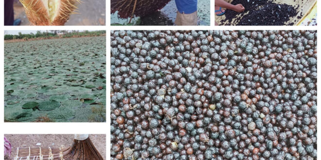 छत्तीसगढ़ में मखाना उत्पादन को प्रोत्साहन: योजना का तेजी के साथ हो रहा है क्रियान्वयन, धमतरी, बालोद, महासमुंद और गरियाबंद जिलों में शुरू हुई मखाना विकास योजना, 178 लाख की राशि स्वीकृत…..