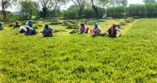 धान से ब्राम्ही तक : कम लागत में अधिक लाभ की ओर अग्रसर किसान….