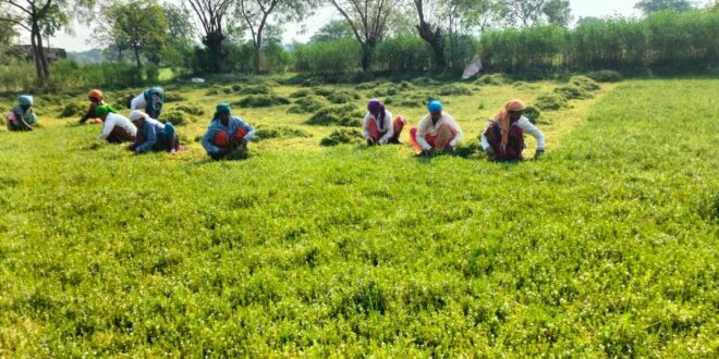 धान से ब्राम्ही तक : कम लागत में अधिक लाभ की ओर अग्रसर किसान….