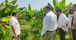 खाद्य तेल में आत्मनिर्भरता की ओर छत्तीसगढ़ : राज्य में 10,796 हेक्टेयर क्षेत्रों में ऑयल पाम की खेती….