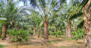 एक एकड़ में सवा लाख रुपए का मुनाफा देने वाला पाम ऑयल की खेती, किसान मुकेश कमा रहे हैं एक पेड़ से 3 हजार रुपए वार्षिक आय….