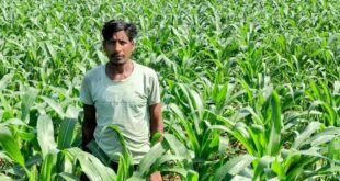 धान के बजाय मक्का से बढ़ा मुनाफा : किसान मालती मोहन बने उन्नत खेती की मिसाल…..