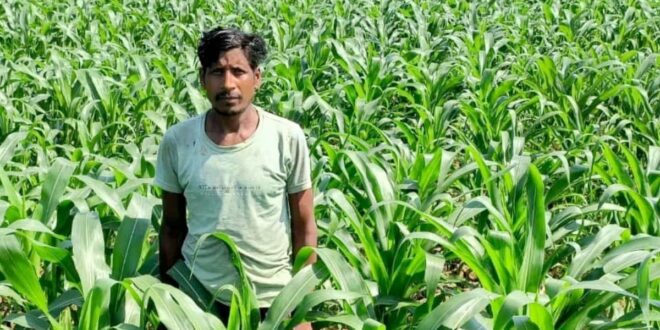 धान के बजाय मक्का से बढ़ा मुनाफा : किसान मालती मोहन बने उन्नत खेती की मिसाल…..