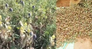 बलरामपुर में 2 एकड़ से अधिक भूमि में अफीम की अवैध खेती पर प्रशासन-पुलिस की संयुक्त कार्रवाई….