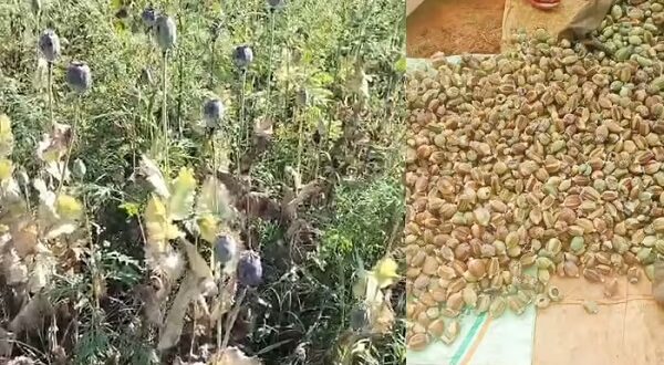 बलरामपुर में 2 एकड़ से अधिक भूमि में अफीम की अवैध खेती पर प्रशासन-पुलिस की संयुक्त कार्रवाई….