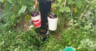 बिहान से बदली ममता की जिंदगी, सब्जी की खेती से ममता बनी आत्मनिर्भर….