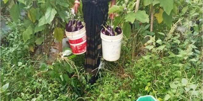 बिहान से बदली ममता की जिंदगी, सब्जी की खेती से ममता बनी आत्मनिर्भर….