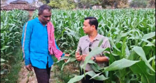 धान से मक्का की ओर बढ़ते कदम :फसलचक्र परिवर्तन से धमतरी के किसानों की बढ़ी आय, जल संरक्षण को मिली नई दिशा….