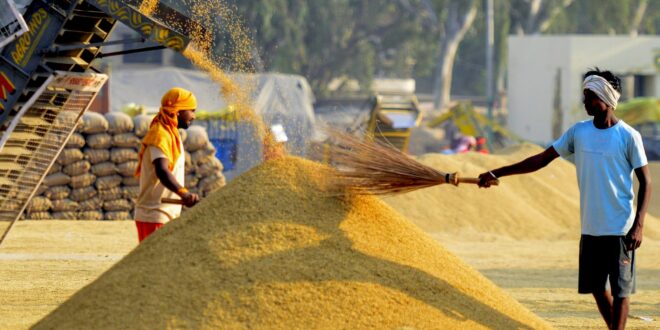किसानों के सम्मान और पारदर्शी डिजिटल प्रणाली से सफल हुआ धान खरीदी का महाअभियान: खाद्य मंत्री बघेल….