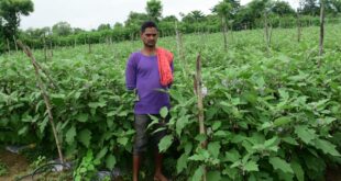 तखतपुर के किसानों ने अपनाई उन्नत खेती, बढ़ी कमाई, परंपरागत खेती छोड़ आधुनिक खेती से बदली तकदीर….