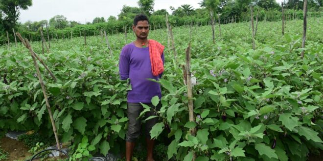 तखतपुर के किसानों ने अपनाई उन्नत खेती, बढ़ी कमाई, परंपरागत खेती छोड़ आधुनिक खेती से बदली तकदीर….