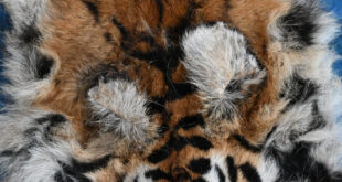 बाघ और तेंदुए के शिकार में शामिल डिप्टी रेंजर सहित 9 आरोपी गिरफ्तार….