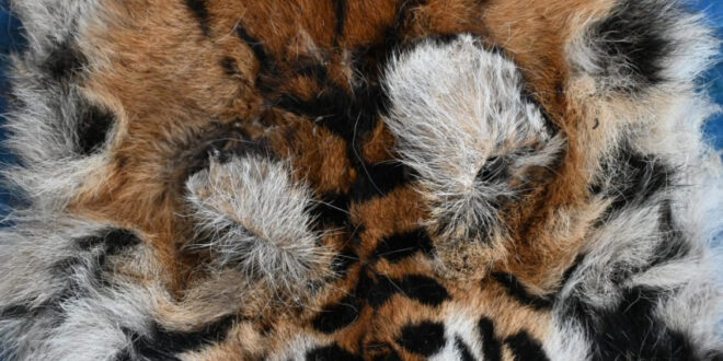 बाघ और तेंदुए के शिकार में शामिल डिप्टी रेंजर सहित 9 आरोपी गिरफ्तार….