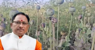अफीम की खेती पर सख्त हुए मुख्यमंत्री विष्णु देव साय, संलिप्त लोगों के विरुद्ध की गई कड़ी कार्रवाई…..