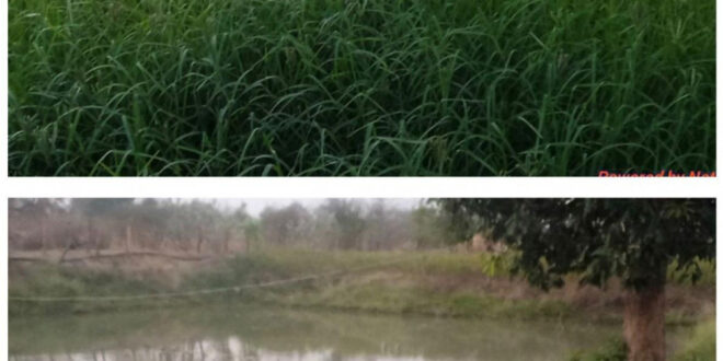 डबरी, मछली पालन और बहुफसली खेती से बदली तकदीर—सगनू बने गांव के प्रेरणास्रोत