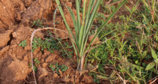 लेमनग्रास -किसानों के लिए कम पानी में ज्यादा कमाई का साधन, ‘अब्दुल कलाम’ किस्म बनी उम्मीद की नई किरण….