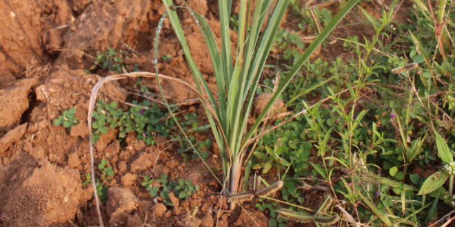 लेमनग्रास -किसानों के लिए कम पानी में ज्यादा कमाई का साधन, ‘अब्दुल कलाम’ किस्म बनी उम्मीद की नई किरण….