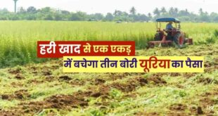 हरी खाद- खेती में बढ़ेगा उत्पादन, मिट्टी की सेहत होगी बेहतर….