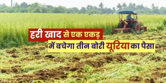 हरी खाद- खेती में बढ़ेगा उत्पादन, मिट्टी की सेहत होगी बेहतर….