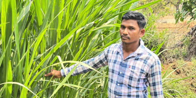 मजदूरी की बेड़ियां तोड़ ‘मल्टी-फार्मिंग’ के नायक बने ललित यादव, 6 गायों से शुरू हुआ डेयरी का सफर, आज 25 उन्नत पशुओं के साथ लिख रहे सफलता की इबारत…..