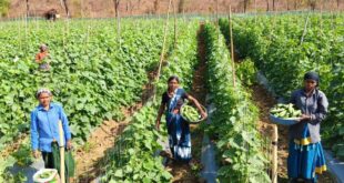 खीरा की खेती ने बदली सुभद्रा की जिंदगी, बिहान योजना से बनी लखपति दीदी…..