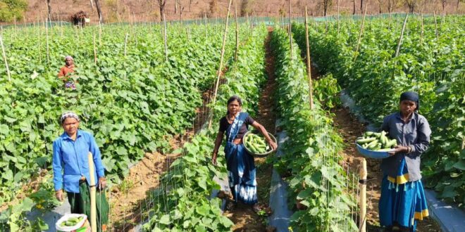 खीरा की खेती ने बदली सुभद्रा की जिंदगी, बिहान योजना से बनी लखपति दीदी…..