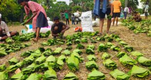 सुकमा में तेंदूपत्ता संग्रहण तेज़ी से जारी, 35 हजार से अधिक बोरे का हुआ संग्रहण….