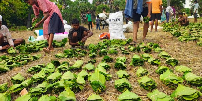 सुकमा में तेंदूपत्ता संग्रहण तेज़ी से जारी, 35 हजार से अधिक बोरे का हुआ संग्रहण….