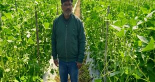 उद्यानिकी की आधुनिक तकनीकों से किसान महेश कश्यप की बदली तकदीर….