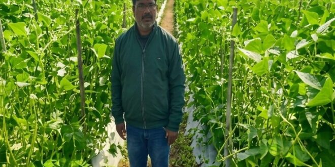 उद्यानिकी की आधुनिक तकनीकों से किसान महेश कश्यप की बदली तकदीर….