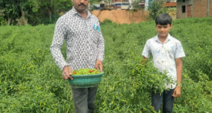 बिना केमिकल, बंपर मुनाफाः डोलनारायण की जैविक मिर्च ने बाजार में मचाई धूम…..