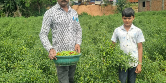 बिना केमिकल, बंपर मुनाफाः डोलनारायण की जैविक मिर्च ने बाजार में मचाई धूम…..