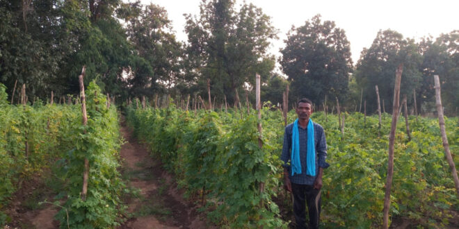 करेले की खेती ने बदली तकदीर, आधुनिक तकनीक से बढ़ी आमदनी….