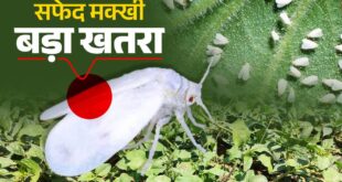 गन्ने में सफेद मक्खी के प्रकोप पर वैज्ञानिकों की सलाह: कीट नियंत्रण के लिए मौसम साफ होने पर करें छिड़काव…