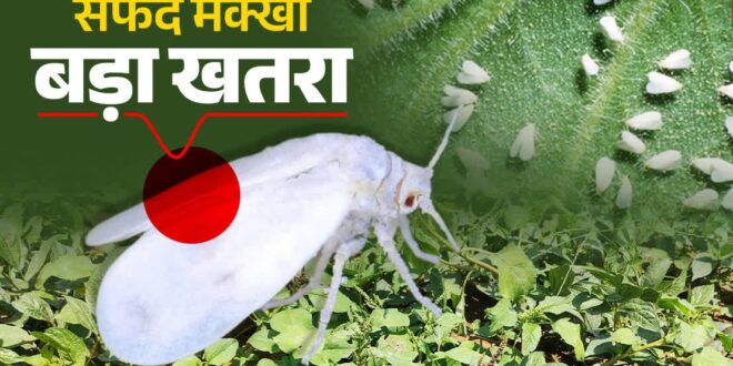 गन्ने में सफेद मक्खी के प्रकोप पर वैज्ञानिकों की सलाह: कीट नियंत्रण के लिए मौसम साफ होने पर करें छिड़काव…