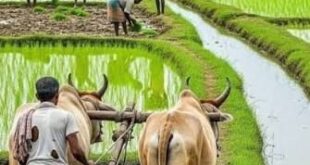 प्रदेश में मानसून के दस्तक के साथ ही खेती-किसानी में तेजी, राज्य में 6.25 लाख हेक्टेयर क्षेत्र में लक्ष्य का 13 प्रतिशत बोनी पूर्ण…