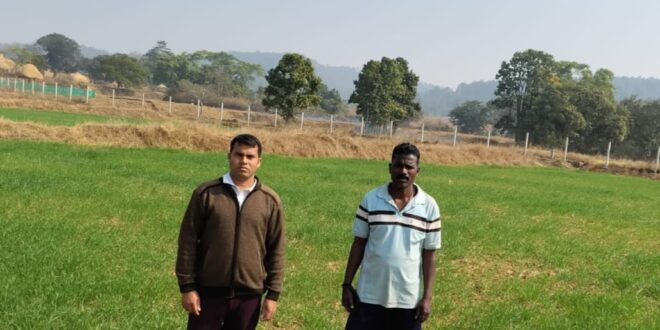 कम लागत, दोगुना फायदा : जशपुर के किसान ने गेहूं की खेती से बढ़ाई आमदनी, मुख्यमंत्री विष्णुदेव साय की पहल से कृषि विभाग के मार्गदर्शन का किसानों को मिल रहा लाभ….