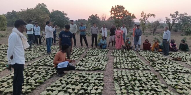 साय सरकार के सुशासन में तेन्दूपत्ता संग्राहकों को मिली आर्थिक मजबूती, 10,160 हितग्राहियों के खातों में पहुँची 1.39 करोड़ रुपये से अधिक की बोनस राशि….