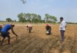 सफलता की कहानी: धान छोड़ मूंगफली की खेती से किसानों की बढ़ी आमदनी….. सफलता की कहानी: धान छोड़ मूंगफली की खेती से किसानों की बढ़ी आमदनी…..