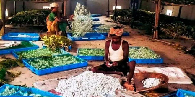 नारायणपुर में रेशम से बुना जा रहा आत्मनिर्भरता का ताना-बाना, कोसापालन ने बदली वनांचल के ग्रामीणों की तकदीर….
