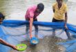 स्पान संवर्धन योजना बनी महिला किसान की आय का नया जरिया, दो महीने में 15 हजार रुपये की कमाई, अब अंगुलिका उत्पादन से बढ़ाएंगी आमदनी….