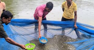 स्पान संवर्धन योजना बनी महिला किसान की आय का नया जरिया, दो महीने में 15 हजार रुपये की कमाई, अब अंगुलिका उत्पादन से बढ़ाएंगी आमदनी….